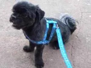 Cachorro raça Shitzu idade 7 a 11 meses nome Marley