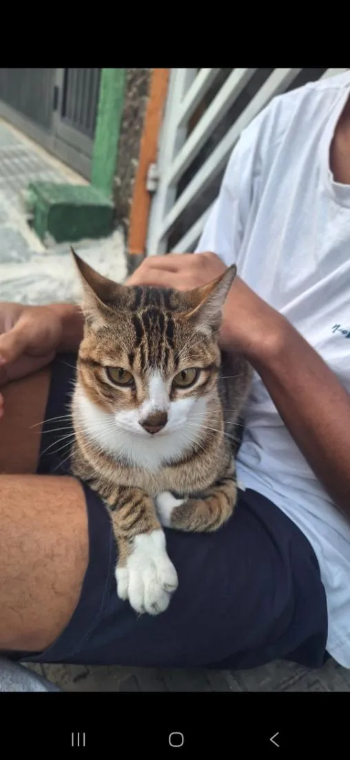 Gato raça SRD-ViraLata idade 1 ano nome Loyd