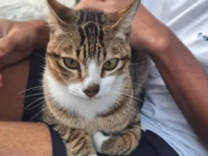Gato raça SRD-ViraLata idade 1 ano nome Loyd