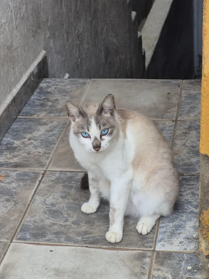 Gato raça SRD-ViraLata idade 3 anos nome Pandora