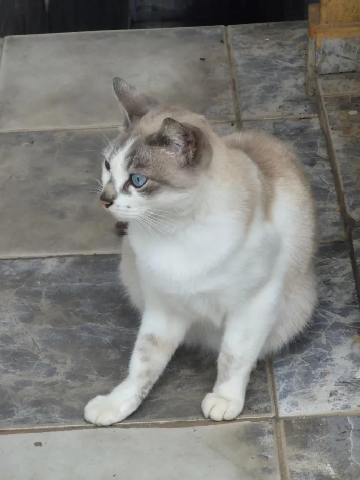 Gato raça SRD-ViraLata idade 3 anos nome Pandora