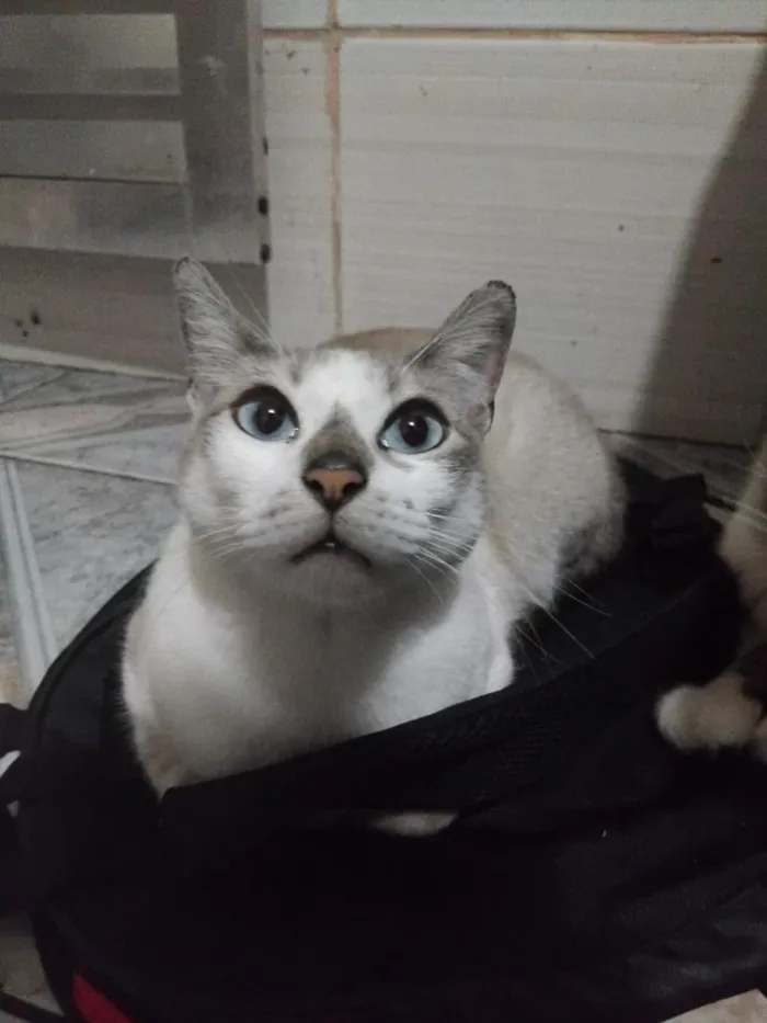 Gato raça SRD-ViraLata idade 3 anos nome Pandora