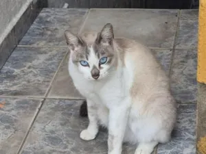 Gato raça SRD-ViraLata idade 3 anos nome Pandora