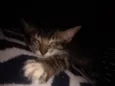 Bella