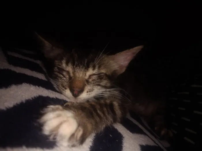 Gato raça SRD-ViraLata idade 2 a 6 meses nome Bella