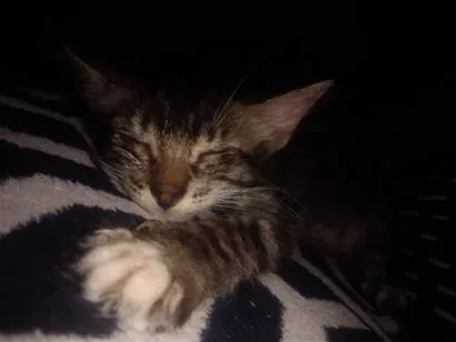 Gato raça SRD-ViraLata idade 2 a 6 meses nome Bella