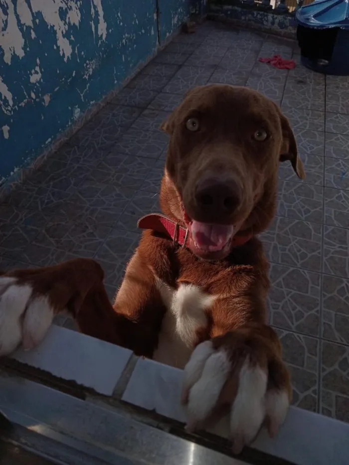 Cachorro raça SRD-ViraLata idade 2 a 6 meses nome Thor