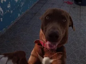Cachorro raça SRD-ViraLata idade 2 a 6 meses nome Thor