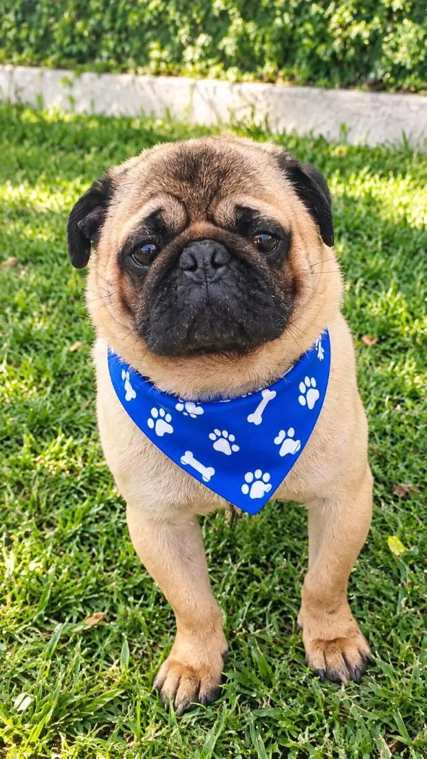 Cachorro raça SRD-ViraLata idade 6 ou mais anos nome Ziggy 