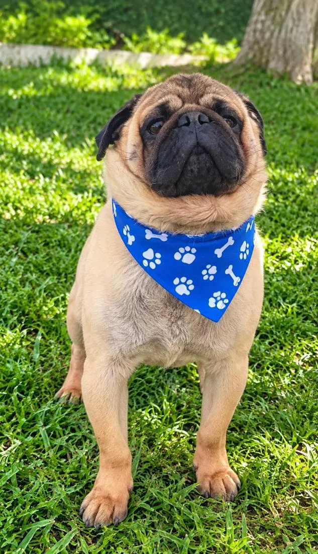 Cachorro raça SRD-ViraLata idade 6 ou mais anos nome Ziggy 