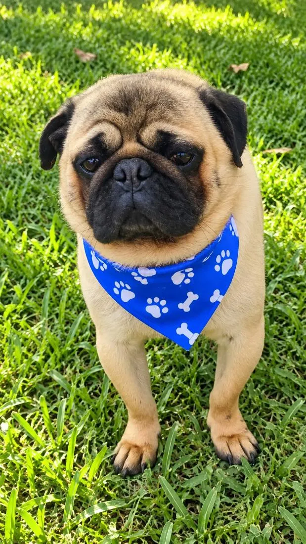 Cachorro raça SRD-ViraLata idade 6 ou mais anos nome Ziggy 