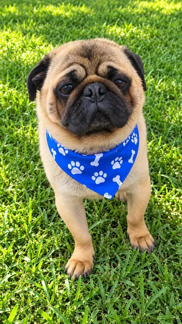 Cachorro raça SRD-ViraLata idade 6 ou mais anos nome Ziggy 