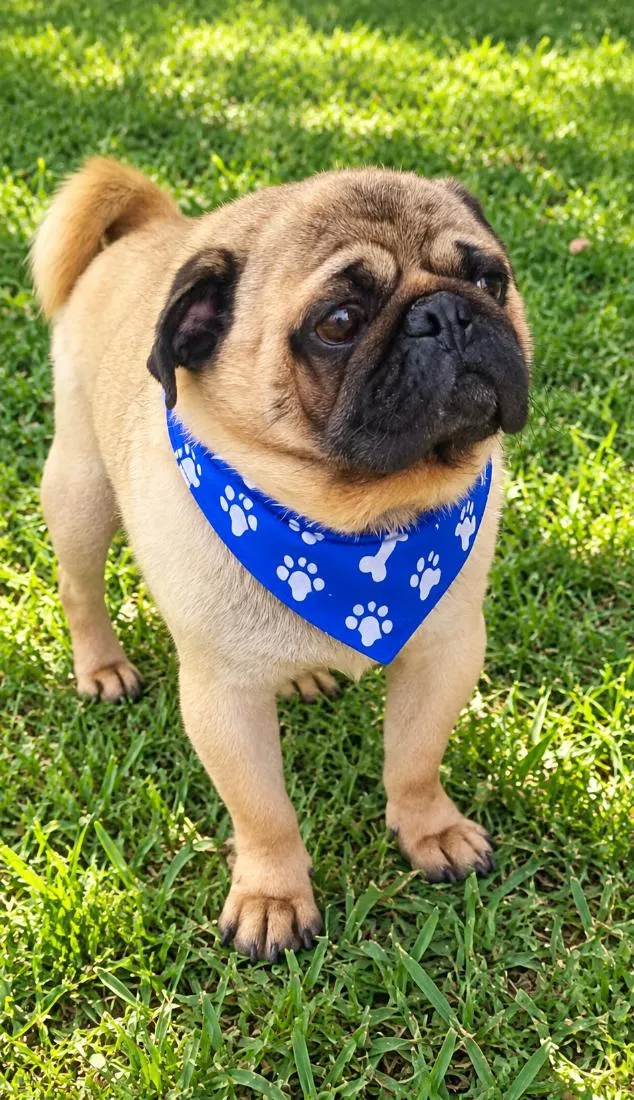 Cachorro raça SRD-ViraLata idade 6 ou mais anos nome Ziggy 
