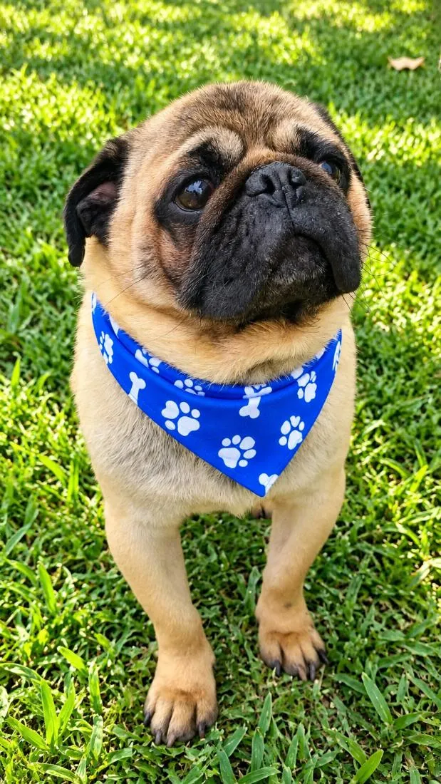 Cachorro raça SRD-ViraLata idade 6 ou mais anos nome Ziggy 