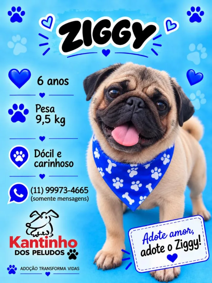 Cachorro raça SRD-ViraLata idade 6 ou mais anos nome Ziggy 