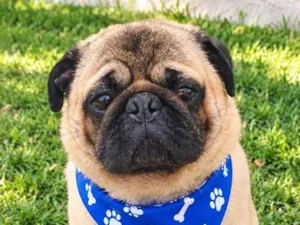 Cachorro raça SRD-ViraLata idade 6 ou mais anos nome Ziggy 