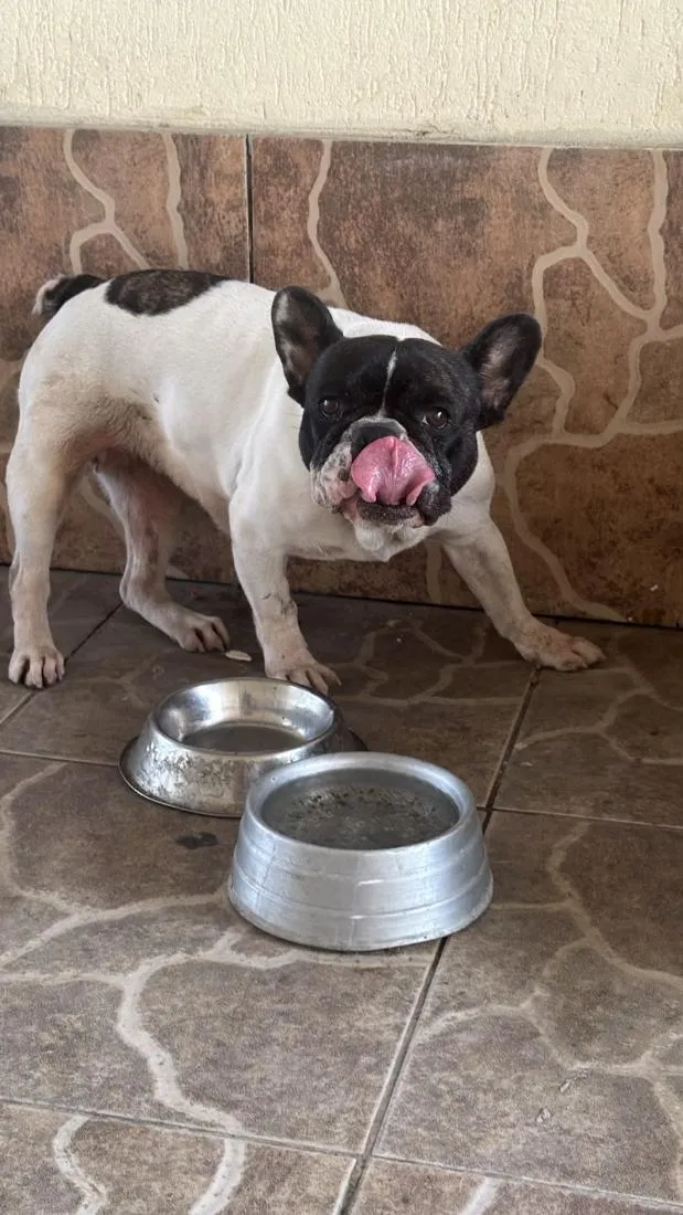 Cachorro raça Dogue Alemão idade 2 anos nome Luna