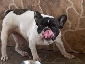Cachorro raça Dogue Alemão idade 2 anos nome Luna