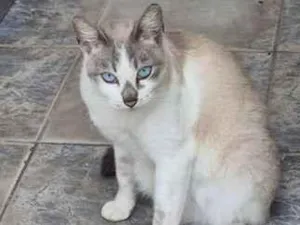 Gato raça SRD-ViraLata idade 3 anos nome Pandora