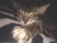Bella