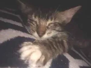 Gato raça SRD-ViraLata idade 2 a 6 meses nome Bella