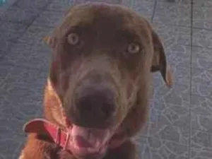 Cachorro raça SRD-ViraLata idade 2 a 6 meses nome Thor