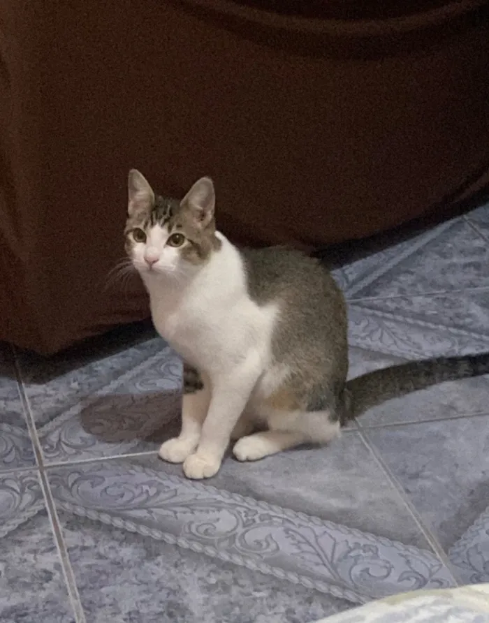 Gato raça SRD-ViraLata idade 1 ano nome Konan