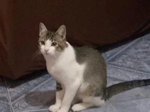 Gato raça SRD-ViraLata idade 1 ano nome Konan
