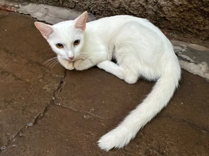 Gato raça SRD-ViraLata idade 2 a 6 meses nome Sem nome