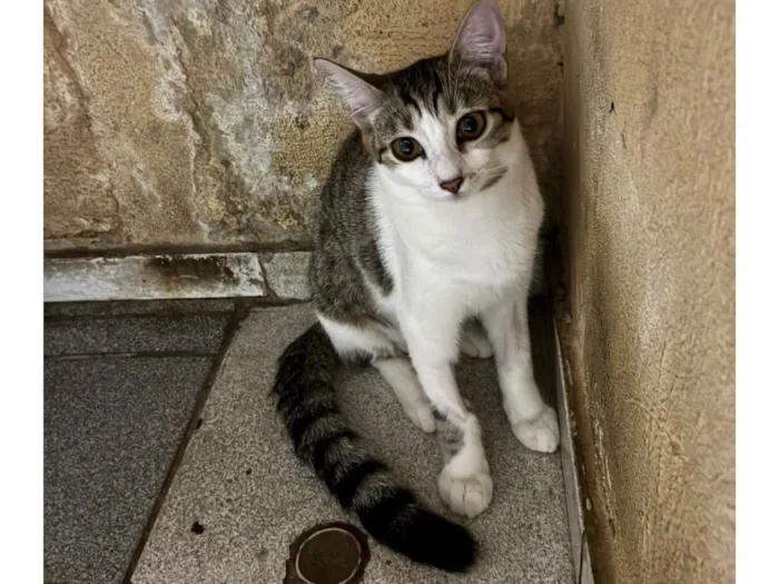 Gato raça SRD-ViraLata idade 2 a 6 meses nome Sem nome