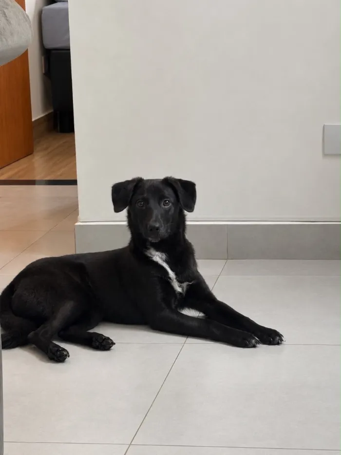 Cachorro raça SRD-ViraLata idade 7 a 11 meses nome Black