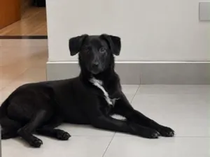 Cachorro raça SRD-ViraLata idade 7 a 11 meses nome Black