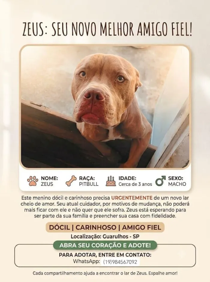 Cachorro raça Pit-Bull idade 3 anos nome Zeus
