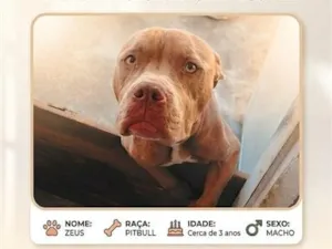 Cachorro raça Pit-Bull idade 3 anos nome Zeus
