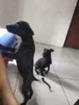 zorro e skay 