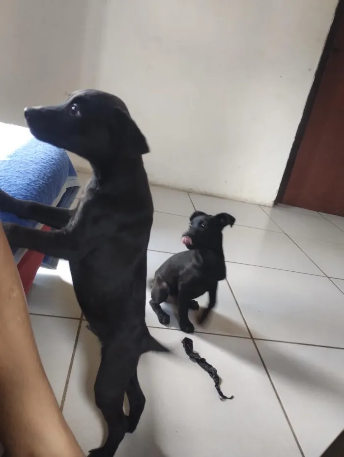 Cachorro raça SRD-ViraLata idade 2 a 6 meses nome zorro e skay 