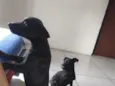 zorro e skay 