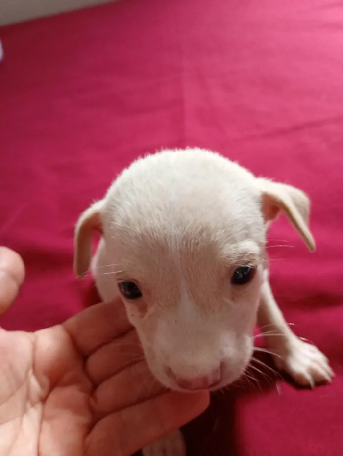 Cachorro raça SRD-ViraLata idade Abaixo de 2 meses nome Branquinha 