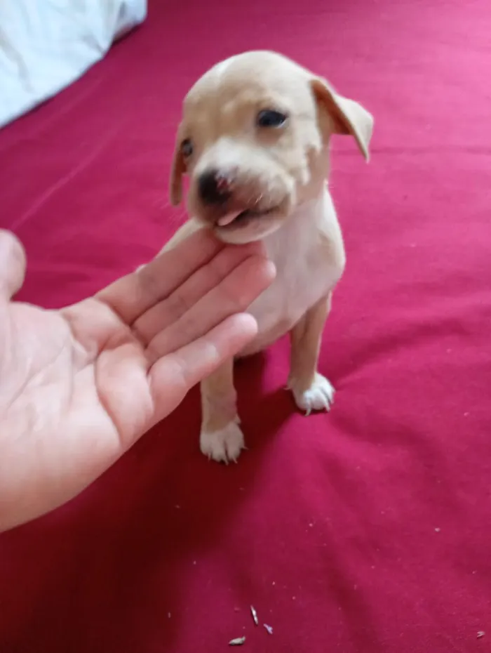 Cachorro raça SRD-ViraLata idade Abaixo de 2 meses nome Branquinha 