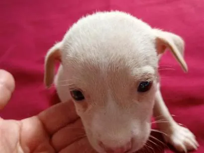 Cachorro raça SRD-ViraLata idade Abaixo de 2 meses nome Branquinha 