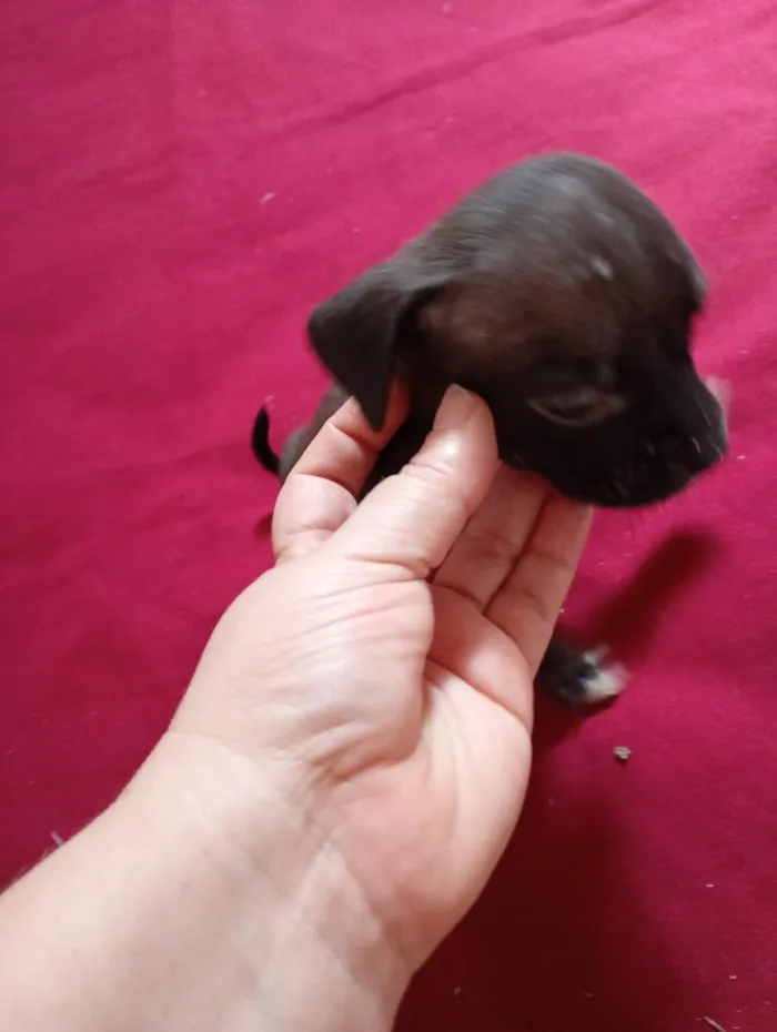 Cachorro raça SRD-ViraLata idade Abaixo de 2 meses nome pretinha 