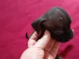 pretinha 
