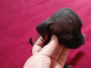 Cachorro raça SRD-ViraLata idade Abaixo de 2 meses nome pretinha 