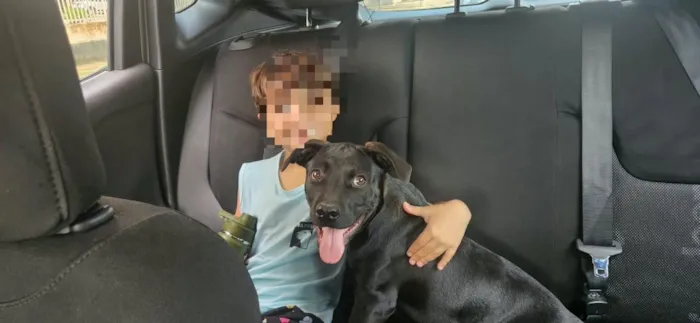 Cachorro raça SRD-ViraLata idade 7 a 11 meses nome Rocco