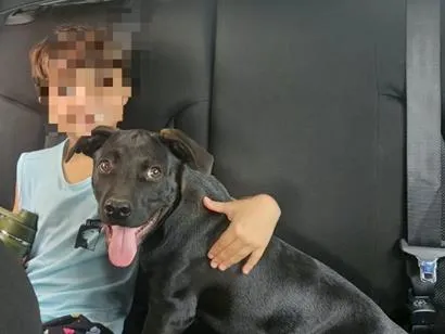 Cachorro raça SRD-ViraLata idade 7 a 11 meses nome Rocco