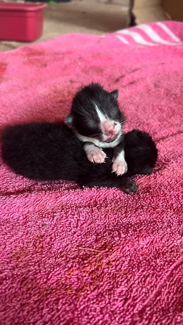 Gato raça SRD-ViraLata idade Abaixo de 2 meses nome Sem nome ate o momento