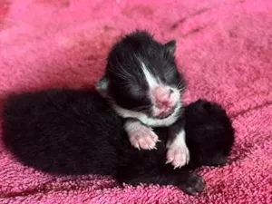Gato raça SRD-ViraLata idade Abaixo de 2 meses nome Sem nome ate o momento