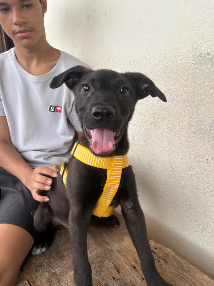 Cachorro raça SRD-ViraLata idade 2 a 6 meses nome Luki