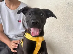 Cachorro raça SRD-ViraLata idade 2 a 6 meses nome Luki