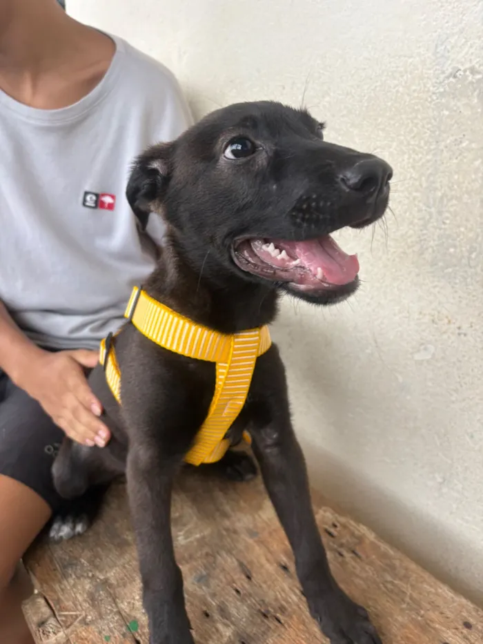 Cachorro raça SRD-ViraLata idade 2 a 6 meses nome Luki